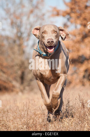 Weimaraner-Hund läuft auf einer trockenen Wiese in Richtung des Betrachters Stockfoto