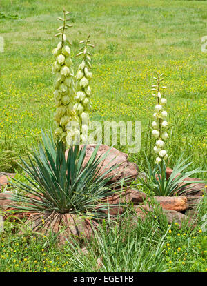 Ebenen Yucca blühen mit großen glockenförmigen Blüten in einen kleinen Steingarten Stockfoto