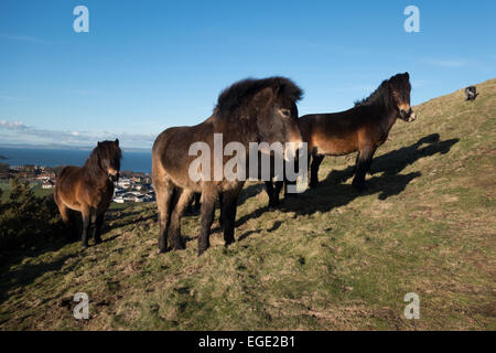 Exmoor Ponys Weiden auf Berwick Law, North Berwick Stockfoto