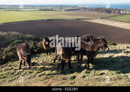 Exmoor Ponys Weiden auf Berwick Law, North Berwick Stockfoto