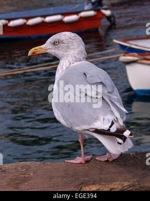 St.Mawes,Cornwall,UK,showing Hafen, Boote, Möwe, Shell-Verkäufer, Geschäfte, Cafés, Restaurants alte Garage mit alten Shell-pumps.a UK Stockfoto