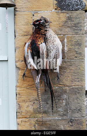 Klammer der Fasane hängen Ion ein Bauernhaus-Wand in North Yorkshire Stockfoto