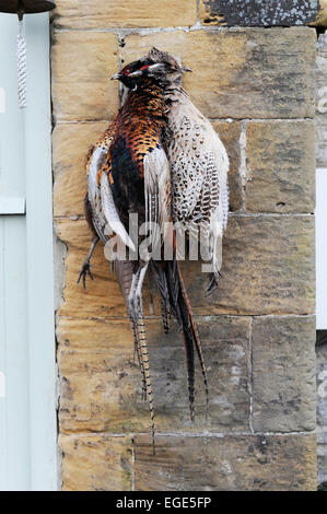 Klammer der Fasane hängen Ion ein Bauernhaus-Wand in North Yorkshire Stockfoto