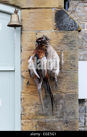 Klammer der Fasane hängen Ion ein Bauernhaus-Wand in North Yorkshire Stockfoto