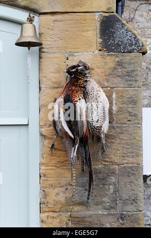 Klammer der Fasane hängen Ion ein Bauernhaus-Wand in North Yorkshire Stockfoto