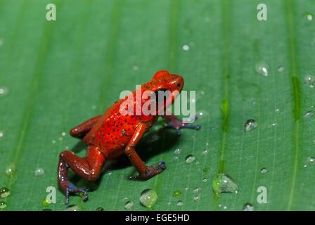 Costa Rica. Nationalpark Tortuguero, Strawberry Poison-Dart Frog (Oophaga Pumilio) Stockfoto