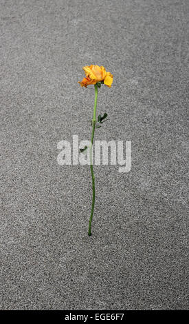 einzelne gelbe überzogene Rose auf sandige Wüste Stockfoto