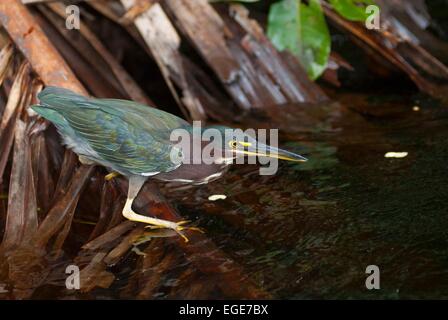 Costa Rica. Nationalpark Tortuguero Grün unterstützt Reiher (Butorides Striatus Virescens) / / Costa Rica. Parc national de Tort Stockfoto