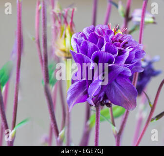 Seitenansicht einer charmanten Doppelzimmer Columbine Blume Stockfoto