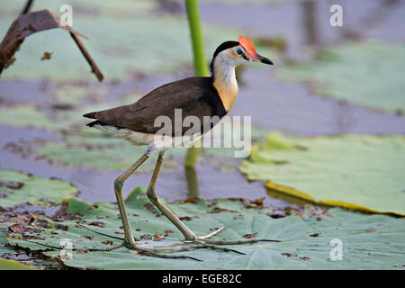 Australische Kamm-crested Jacana Vogel zu Fuß auf Seerosenblatt Stockfoto