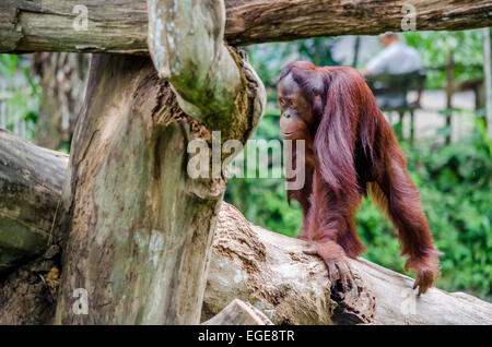 Junger Orang-Utan im Zoo zu Fuß auf einem Stamm Stockfoto
