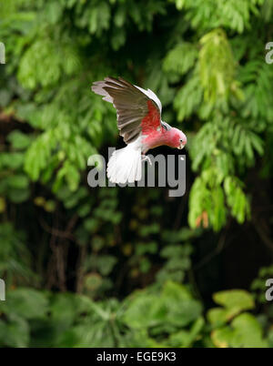 Papagei im Flug Stockfoto