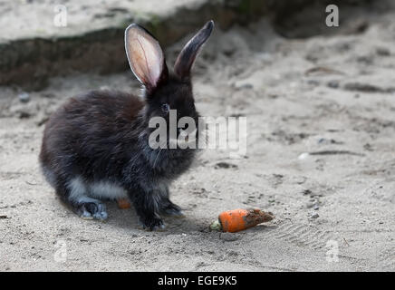 Schwarzes Kaninchen mit Karotte Stockfoto