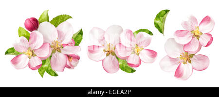 Apfel-Blüten mit grünen Blättern, die isoliert auf weißem Hintergrund. Frühling Blumen-set Stockfoto