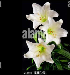 Weiße Lilie Blumenstrauß auf schwarzem Hintergrund. Kondolenzschreiben Karte Konzept Stockfoto