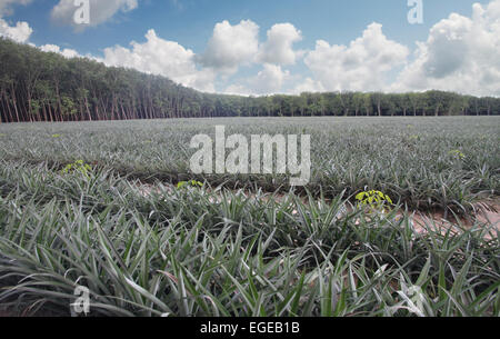 Ananasplantagen im Querformat. Stockfoto