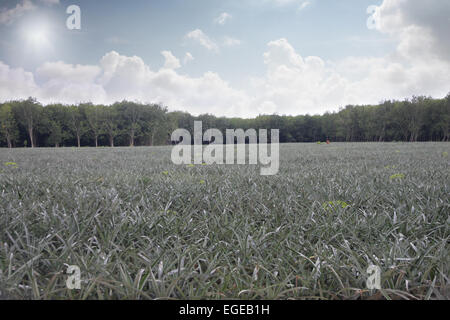 Ananasplantagen im Querformat. Stockfoto