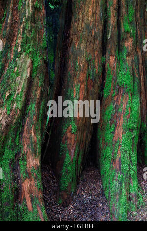 Abstraktes Bild eines verwesenden Zeder stumpf in einem gemäßigten Regenwald. Stockfoto