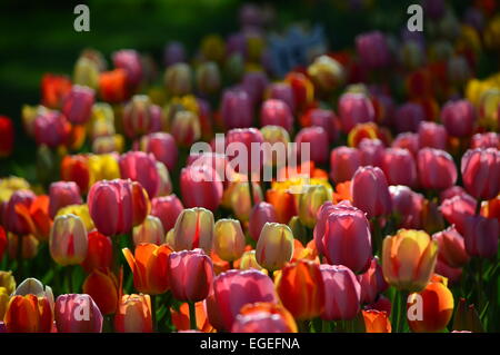 Tulpe Blumen Stockfoto