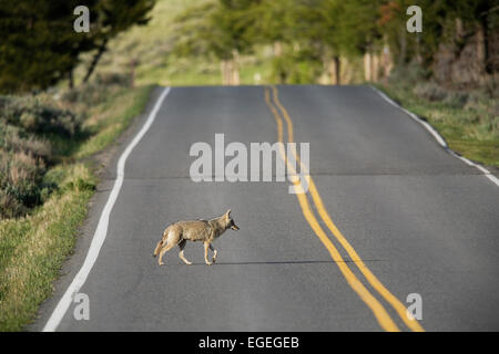 Coyote (Canis latrans) überquert eine Straße im Yellowstone National Park, Wyoming Stockfoto