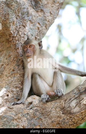 Affen in der Natur, Thailand Tier im Wald. Stockfoto