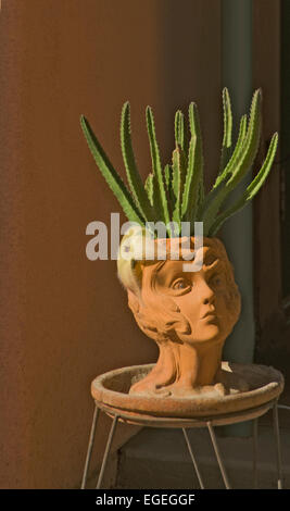 Stapelia Grandiflora Stern Blume Kaktus, Kaktus Seestern, Carrior Pflanze, Stockfoto