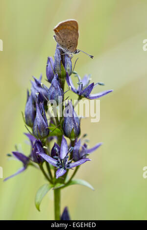 Schmetterling auf Swertia Perennis, Alaska Stockfoto