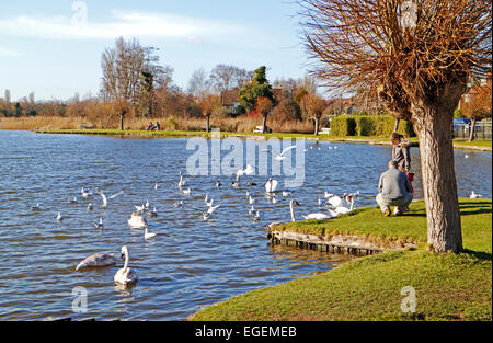 Fütterung der Vögel bei Thorpeness Meare, Suffolk, England, Vereinigtes Königreich. Stockfoto