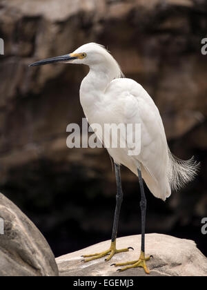 Snowy Silberreiher (Egretta unaufger) auf Felsen Stockfoto