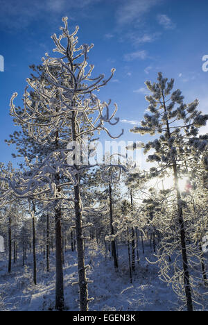Kalten Wintersonne durch Schnee bedeckt Äste der Bäume Stockfoto