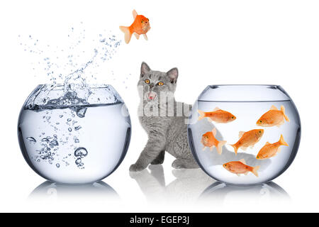 Fisch springt aus einem Bogen in einen anderen vor Staunen Katze Stockfoto