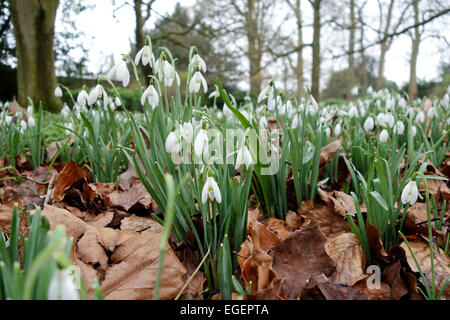 Nahaufnahme von Galanthus Snowdrops, der in einem Wiltshire Field blüht. GROSSBRITANNIEN Stockfoto