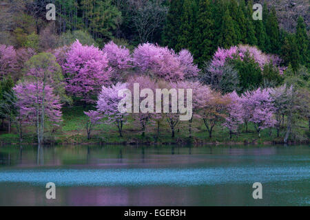 Kirschblüten Stockfoto