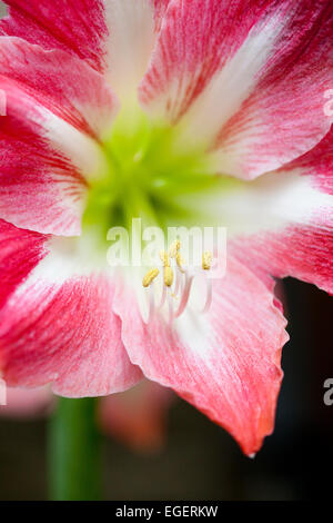 Schöne rosa/rot Amaryllis in Blume Nahaufnahme Stockfoto