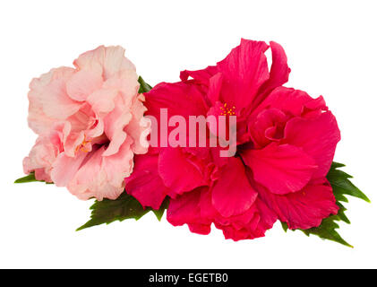 rote und rosa Hibiskus Blumen Stockfoto