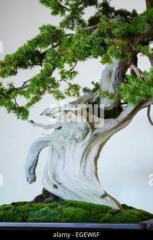 Bonsai-Baum Stockfoto