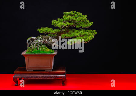 Bonsai-Baum Stockfoto