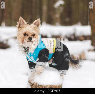 Yorkshire-Terrier Stockfoto