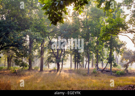 Nebel und Bäume in der Dämmerung in Bandhavgarh National Park, Indien Stockfoto