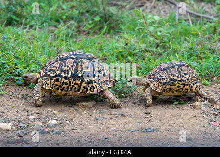 Paarung Verhalten zwei Leopard Schildkröten (Geochelone Pardalis), Krüger Nationalpark, Südafrika, Afrika Stockfoto