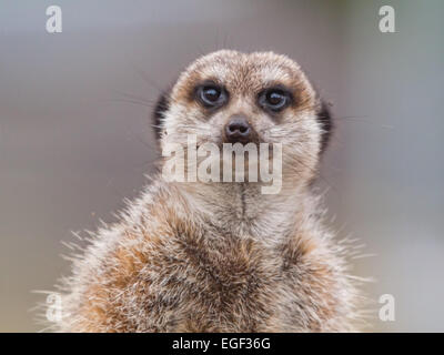 Ein Alarm Erdmännchen-Porträt Stockfoto