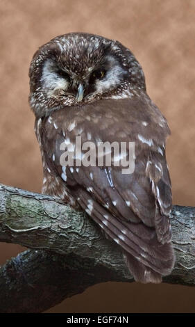 Eule der Rauhfußkauz (Aegolius Funereus) Stockfoto