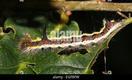 Bunte Raupe der Europäischen grau Dolch Motte (Acronicta Psi) Stockfoto