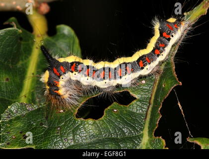 Bunte Raupe der Europäischen grau Dolch Motte (Acronicta Psi) Fütterung auf einem Blatt Stockfoto