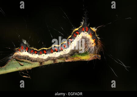 Bunte Raupe der Europäischen grau Dolch Motte (Acronicta Psi) vor einem schwarzen Hintergrund Stockfoto