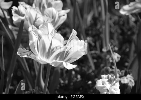 Verarbeitung von gestreifte Tulpen vor Hintergrund der Mauerblümchen - Monochrom Stockfoto