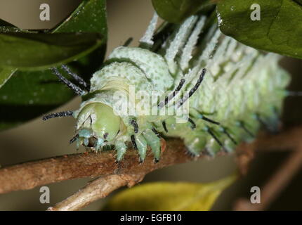 Großen stacheligen Raupe von asiatischen Atlas Moth (Attacus Atlas) Stockfoto