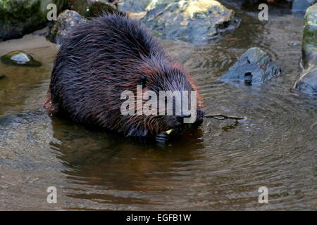 Nahaufnahme von einem nordamerikanischen Biber (Castor Canadensis) am Rand des Wassers, kauen auf einem Zweig Stockfoto