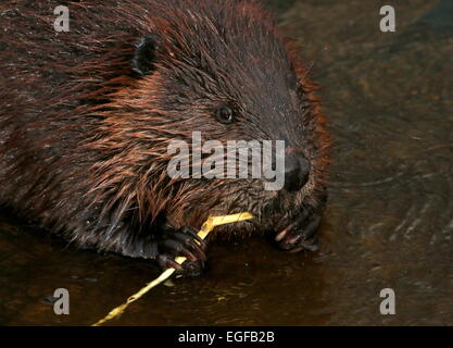 Nahaufnahme von einem nordamerikanischen Biber (Castor Canadensis) am Rand des Wassers, kauen auf einem Zweig Stockfoto