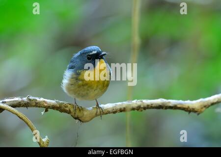 schöne männliche Snowy-browed Fliegenschnäpper (Ficedula Hyperythra) Possing auf dem Ast Stockfoto